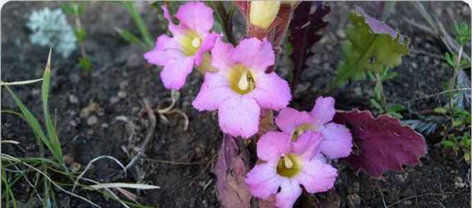 Pink flowers