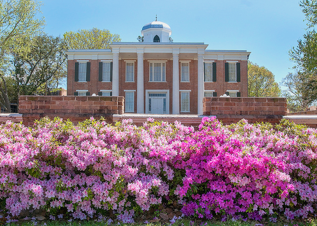 Beautiful bush full of flowers with the prestigious Austin Hall in the distance.